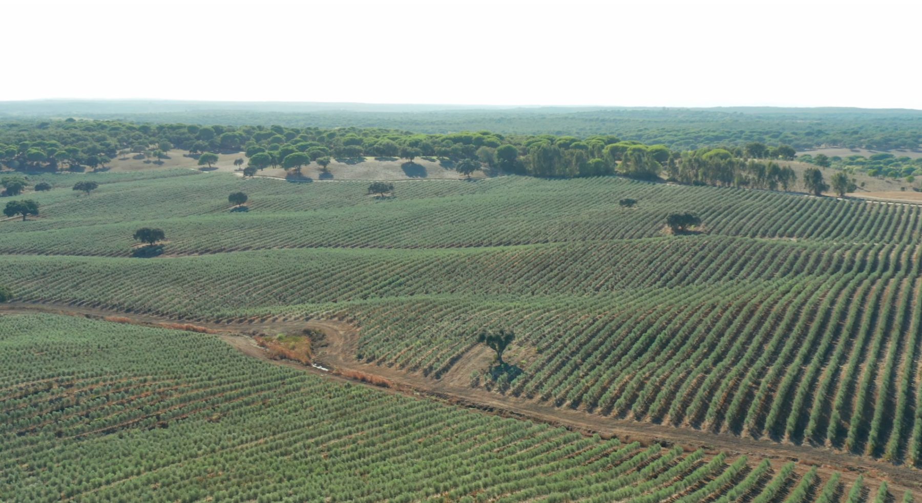 Alentejo Wine Region