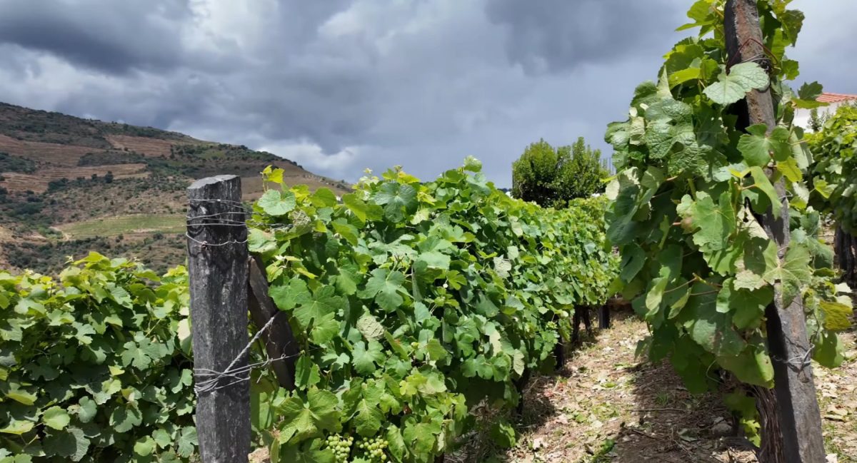 Douro Small-Group Wine Tour