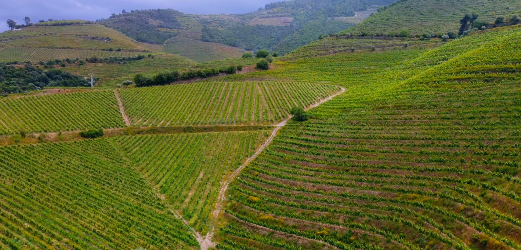 Wineries in Portugal