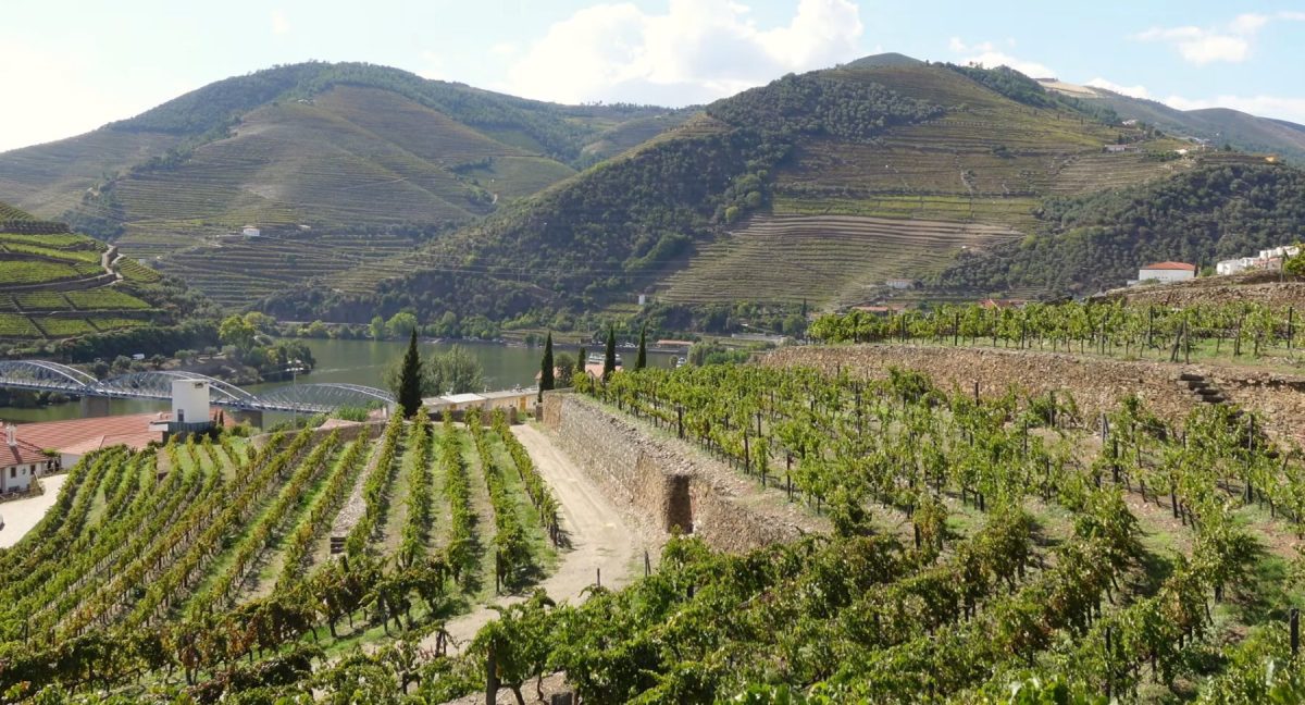 Douro Valley Vineyards