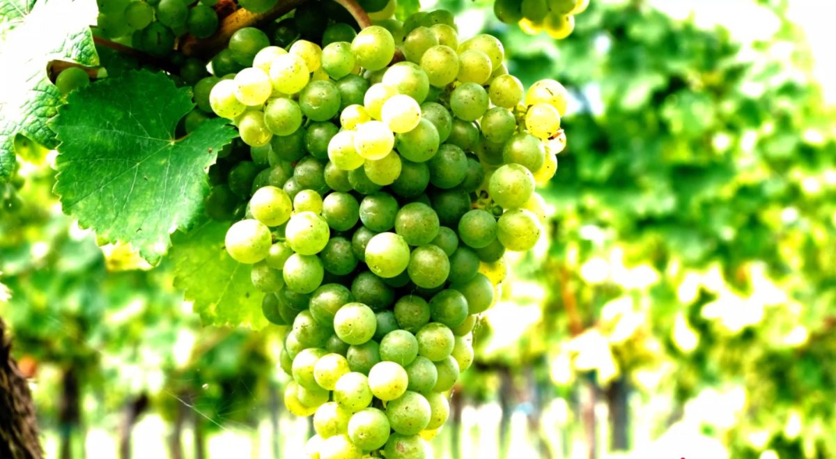 Portuguese White Wine Grapes