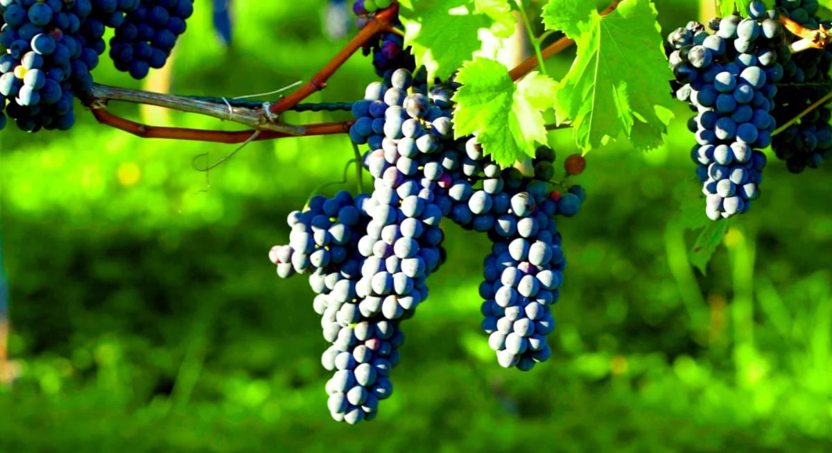 Portuguese Red Wine Grapes