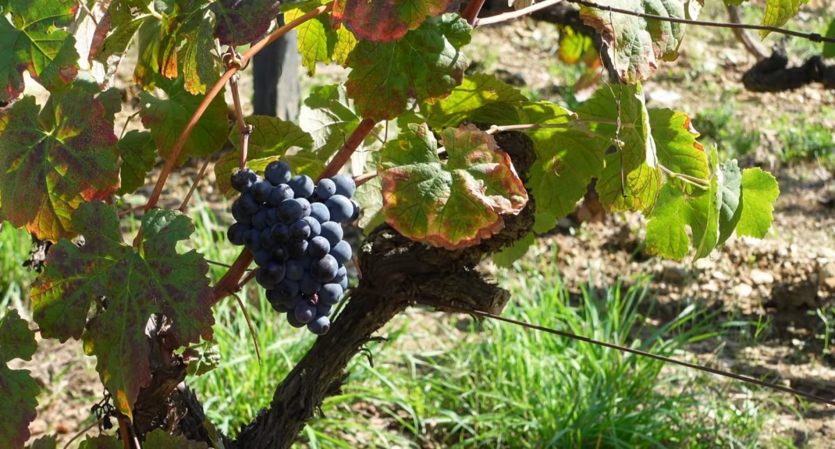 Wine Tours in Porto
